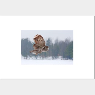 Flyby - Great Grey Owl Posters and Art